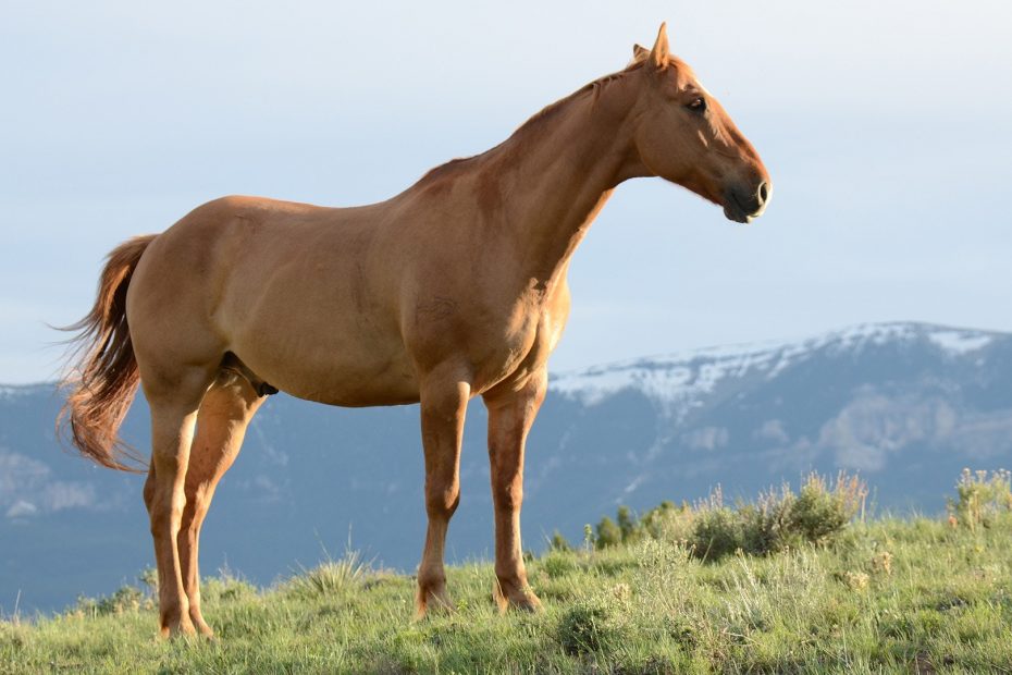 DP Nutrition Aliments chevaux d'élevage Moulin d'Hyères